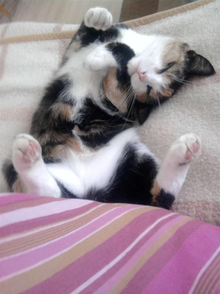 Huskat Frigg billede 1