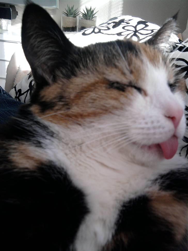 Huskat Frigg billede 2