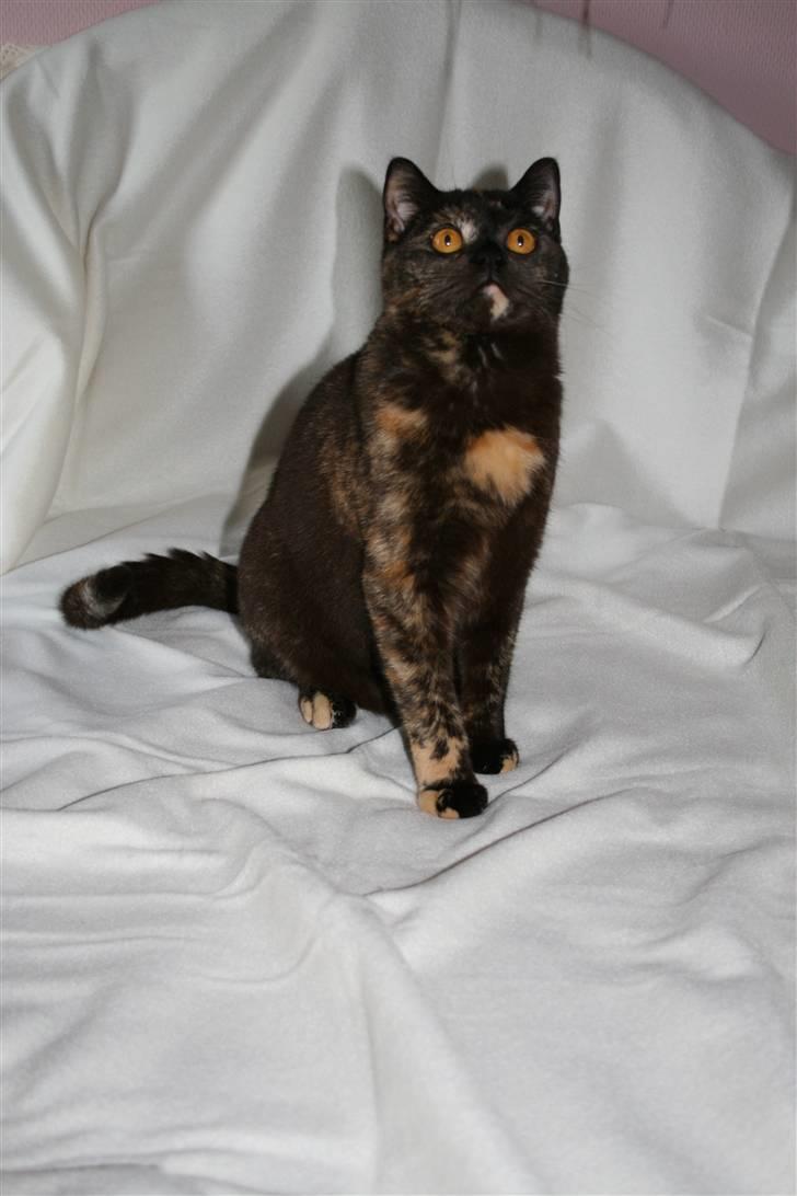 British Shorthair Moore Beauty Ghana bri f - Ghana  2010 billede 1