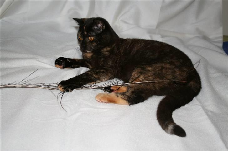 British Shorthair Moore Beauty Ghana bri f - Ghana billede 2