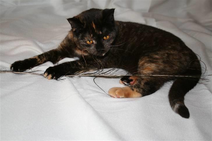 British Shorthair Moore Beauty Ghana bri f - Ghana billede 3