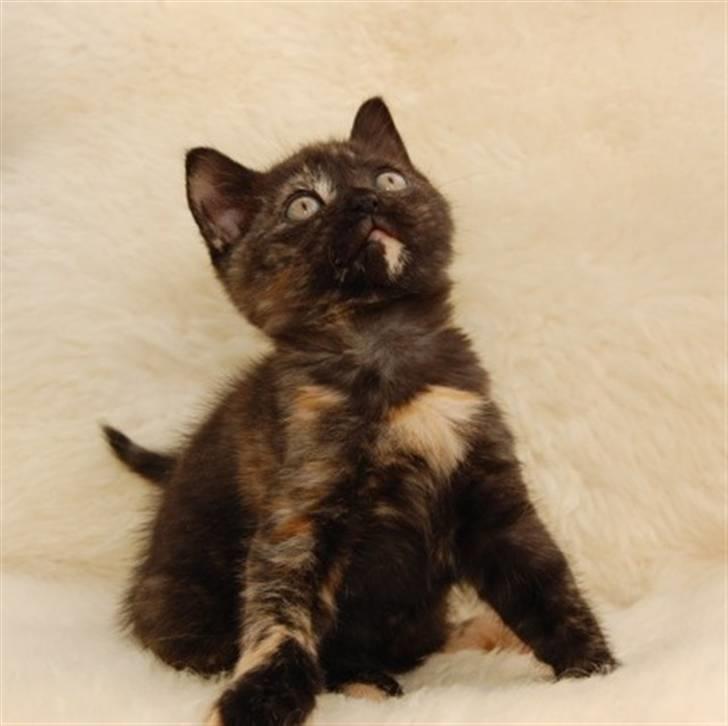 British Shorthair Moore Beauty Ghana bri f - Hit med den fjer billede 4