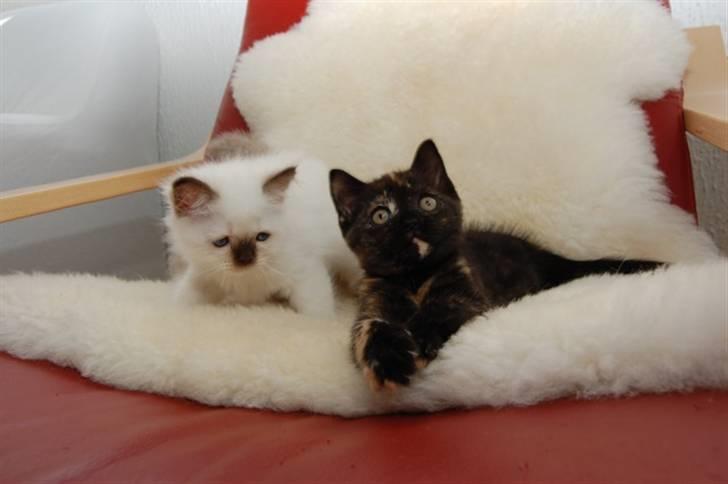 British Shorthair Moore Beauty Ghana bri f - Ghana og hendes papbror. billede 5