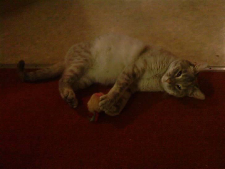 Blanding af racer Kira - Kira med sin elskede tøjmus billede 1