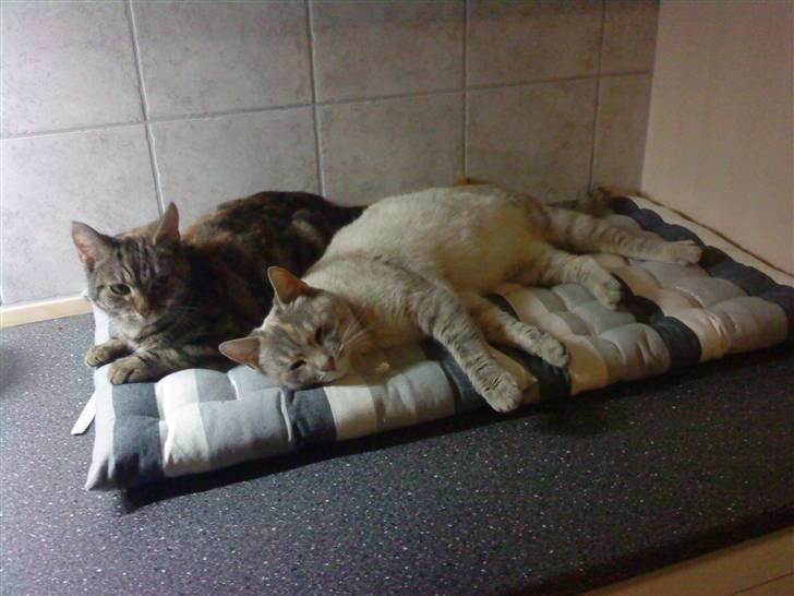 Blanding af racer Kira - Det er hårdt at være kat her ;-) billede 2