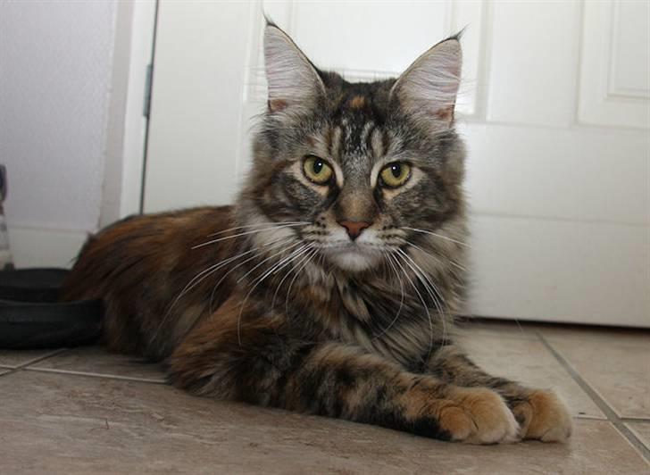 Maine Coon DK Preclude Miss Speed billede 1