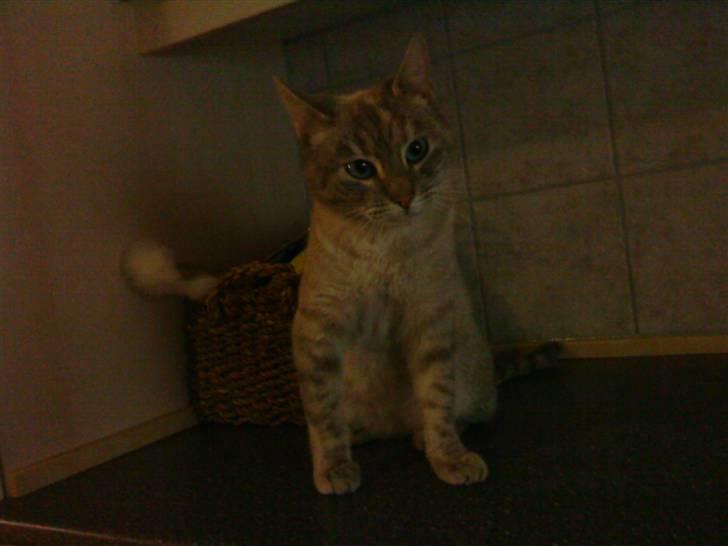 Blanding af racer Kira billede 3