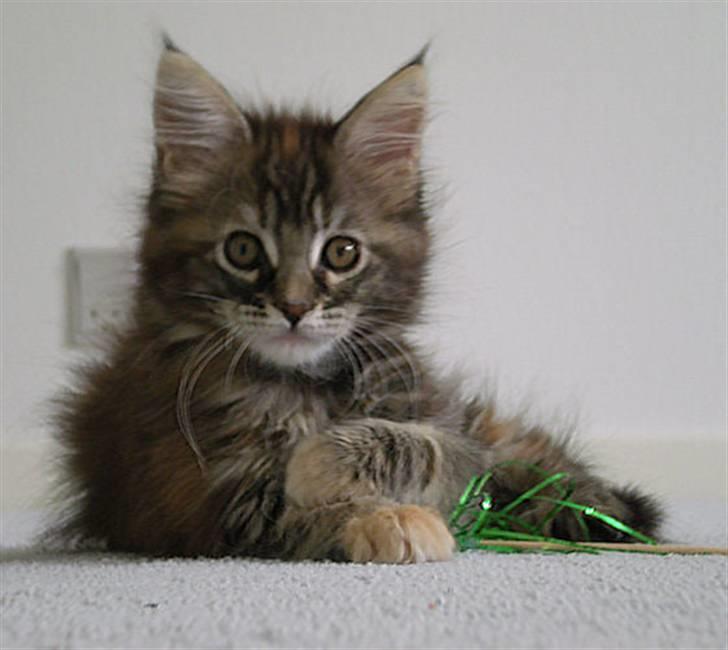 Maine Coon DK Preclude Miss Speed - Speed 8 uger billede 2