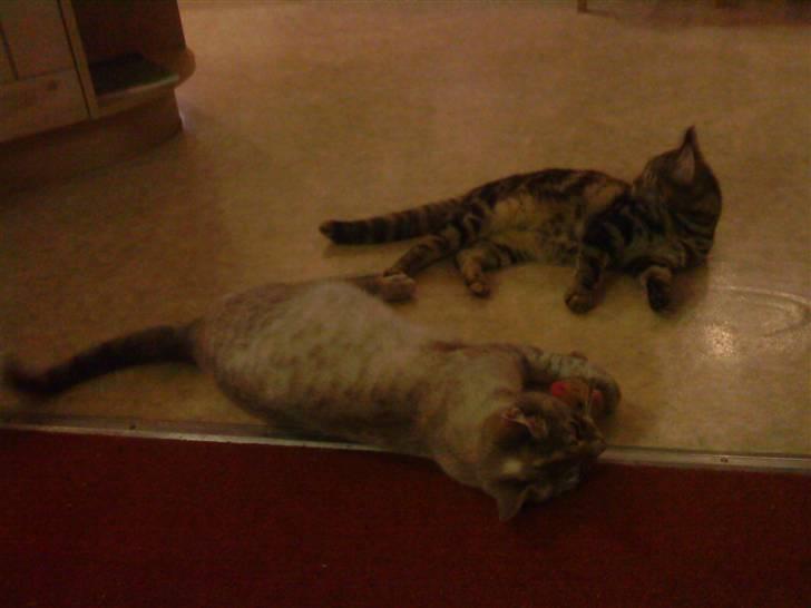 Blanding af racer Kira - Kira vil helst ikke dele sin mus med Nala (hendes killing) billede 5