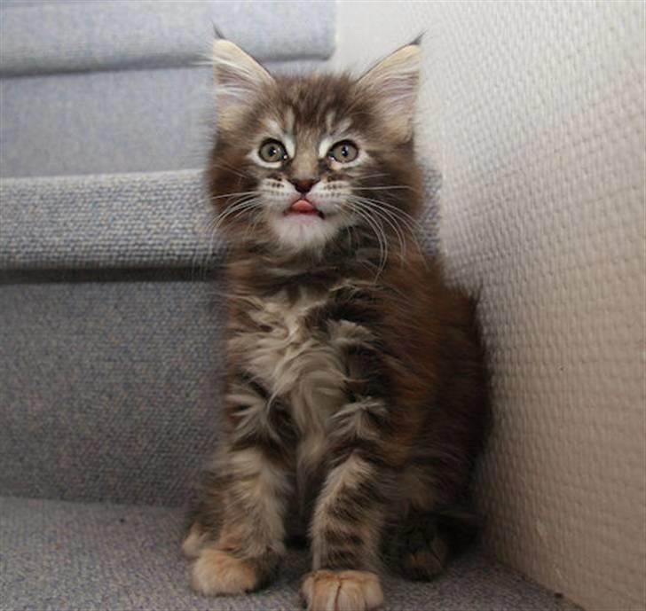 Maine Coon DK Preclude Miss Speed - Får jeg snart noget guf? billede 3