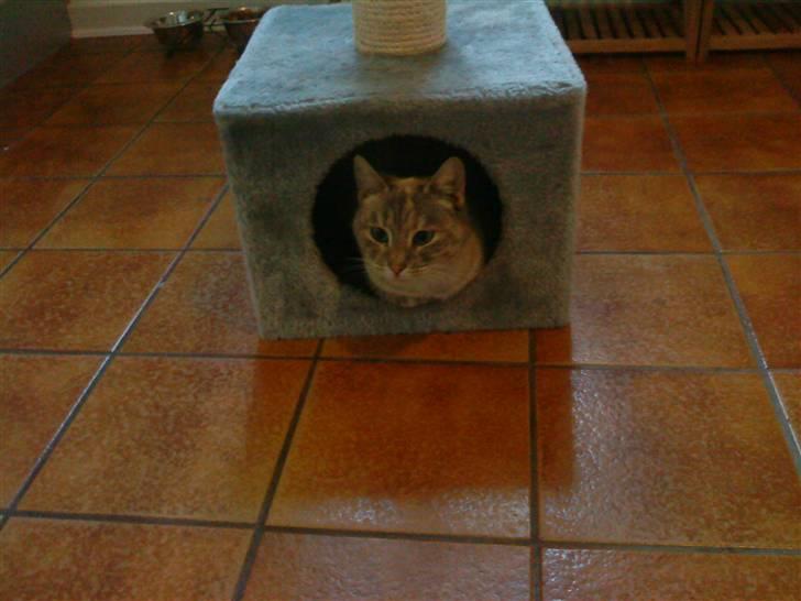 Blanding af racer Kira billede 6