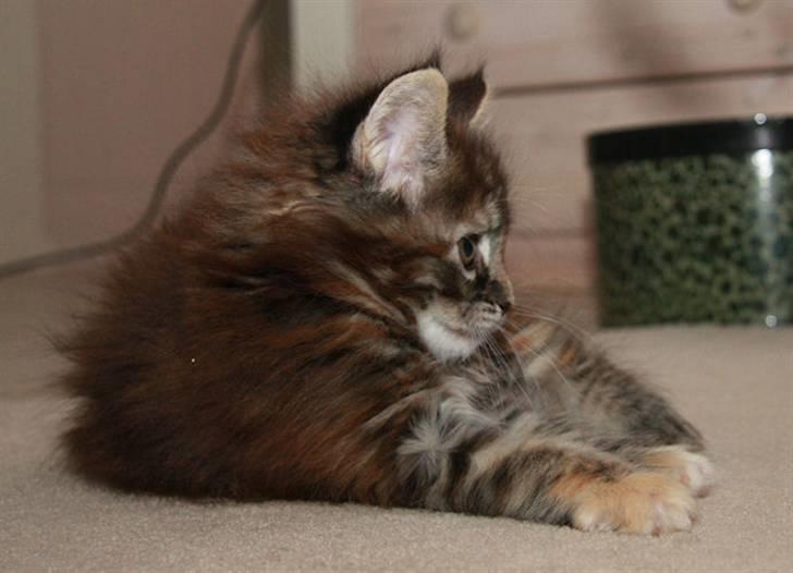 Maine Coon DK Preclude Miss Speed - Min profil billede 4