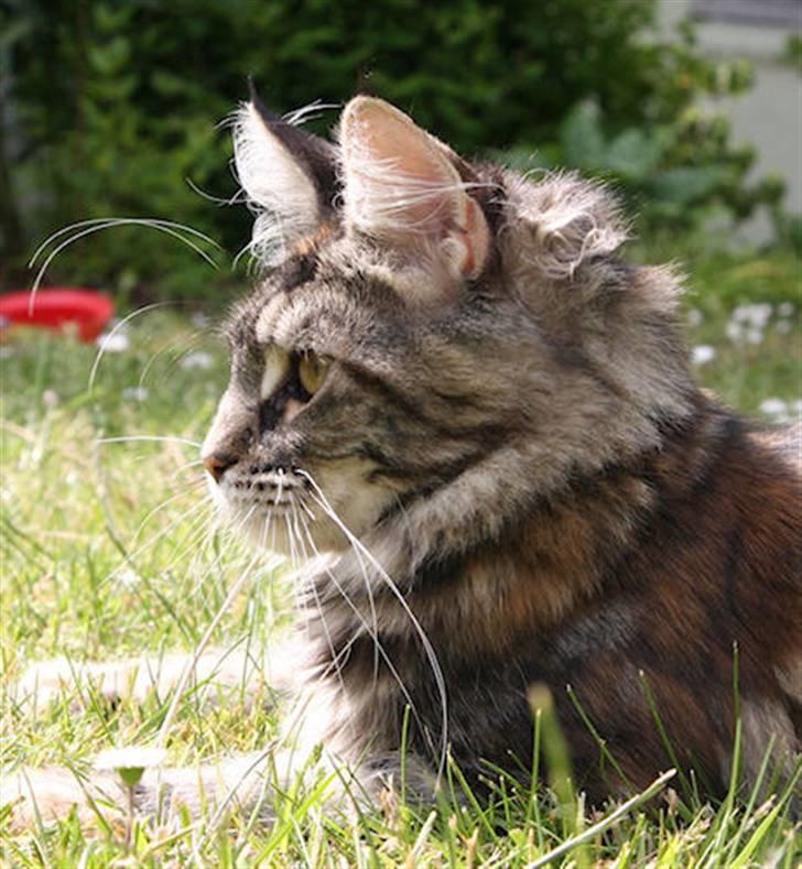 Maine Coon DK Preclude Miss Speed - Bare mig. billede 5
