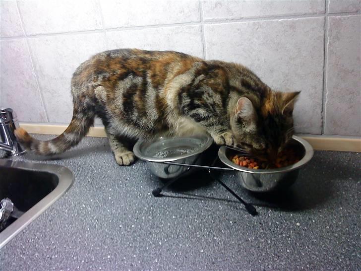 Blanding af racer Nala - Guffe guffe... billede 1