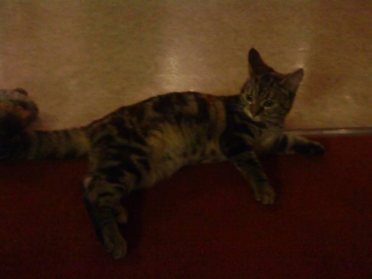 Blanding af racer Nala - Lille vildmis leger. billede 2