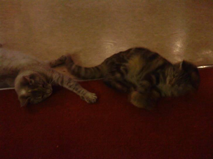 Blanding af racer Nala - Nala har naret tøjmusen fra Kira. billede 3