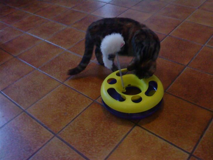 Blanding af racer Nala - Larmende legetøj! Men Nala elsker den billede 4