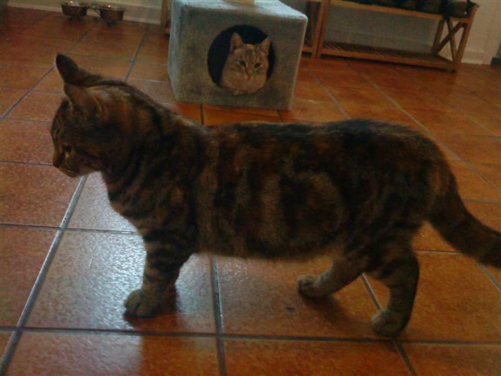 Blanding af racer Nala - Lille Nala med Kira i baggrunden. billede 5