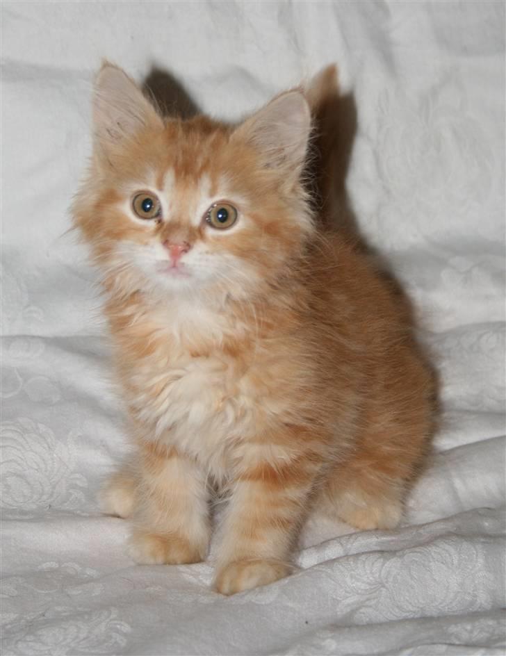 Maine Coon Moore Beauty Appel Big - Appel big som 8 uger billede 1