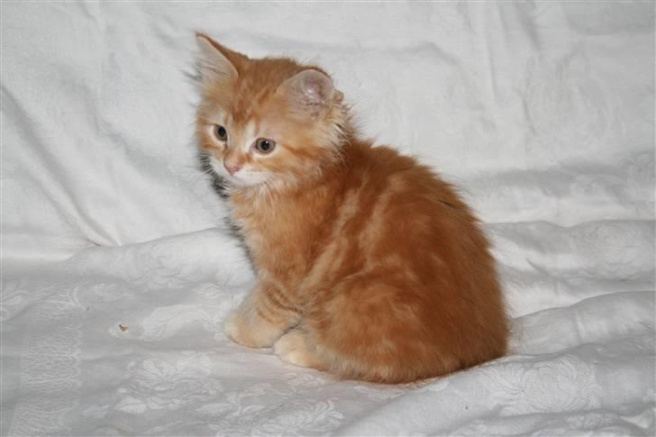 Maine Coon Moore Beauty Appel Big - Rød er jeg billede 2