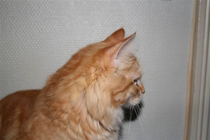 Maine Coon Moore Beauty Appel Big - Min profil billede 3