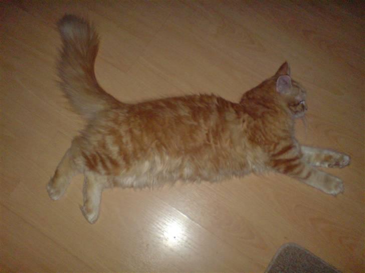 Maine Coon Moore Beauty Appel Big - Jeg hygger, her er varme i gulvet billede 4