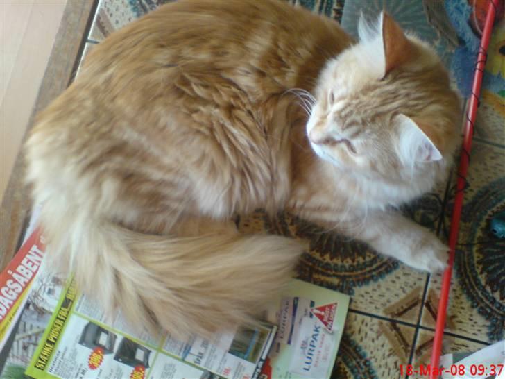 Maine Coon Moore Beauty Appel Big - Reklamer er dejlige billede 5