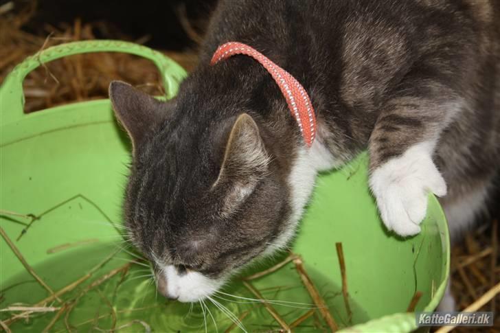 Blanding af racer MOLLY billede 14