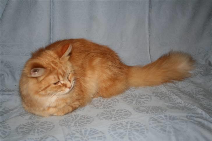 Maine Coon Moore Beauty Appel Big - Foto, det trætter billede 6