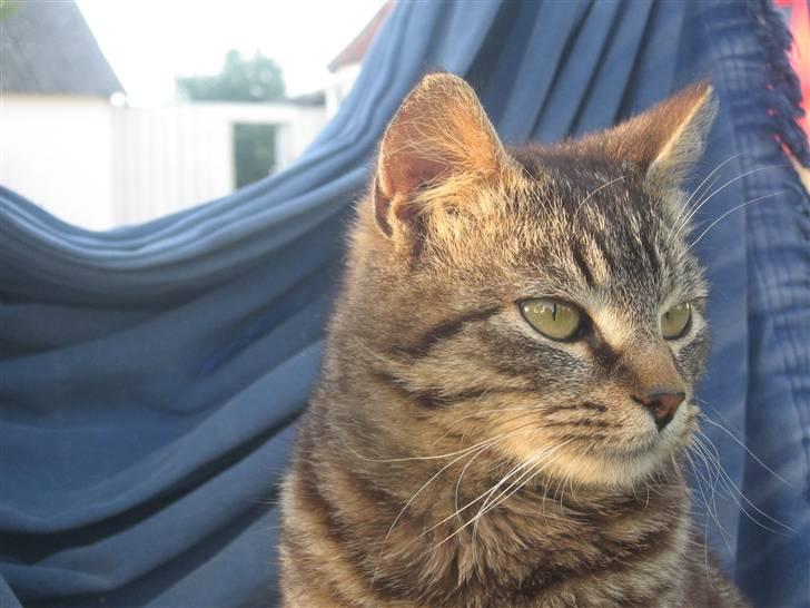 Blanding af racer Choco R.I.P - Velkommen til Choco´s profil!! billede 1