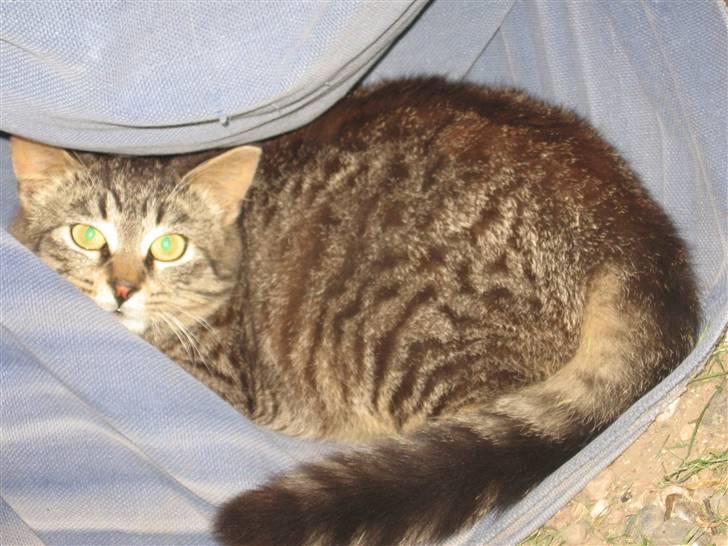 Blanding af racer Choco R.I.P billede 2