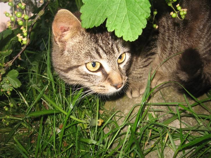 Blanding af racer Choco R.I.P billede 3