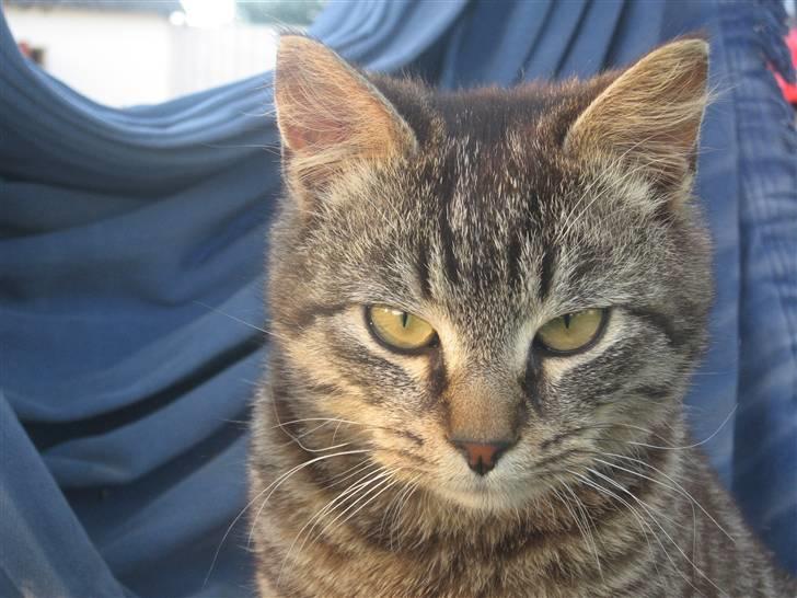 Blanding af racer Choco R.I.P billede 4