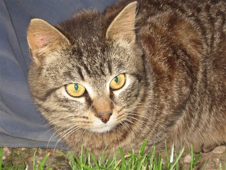 Blanding af racer Choco R.I.P billede 5