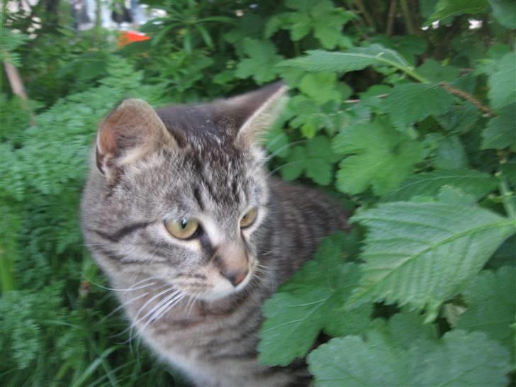 Blanding af racer Choco R.I.P billede 6