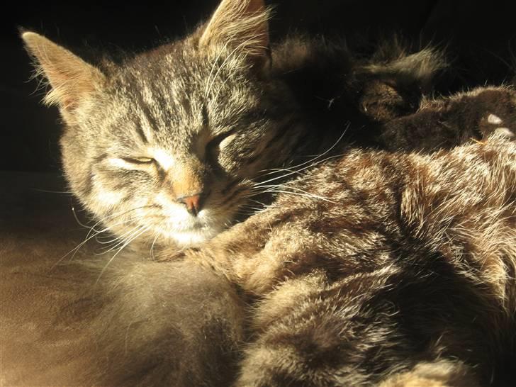 Blanding af racer Choco R.I.P billede 7