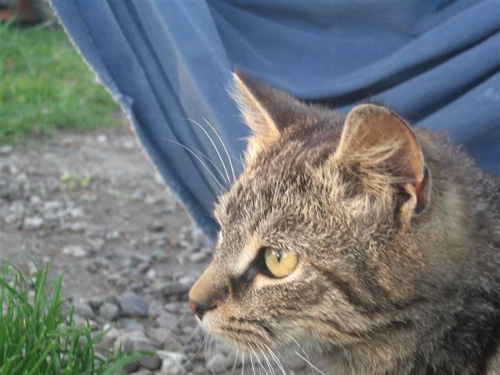 Blanding af racer Choco R.I.P billede 8