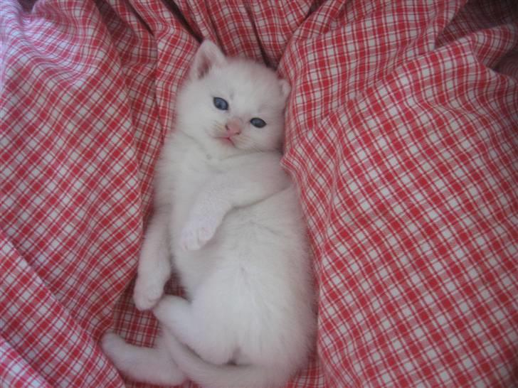 Blanding af racer Charmetrolden Bamse billede 10