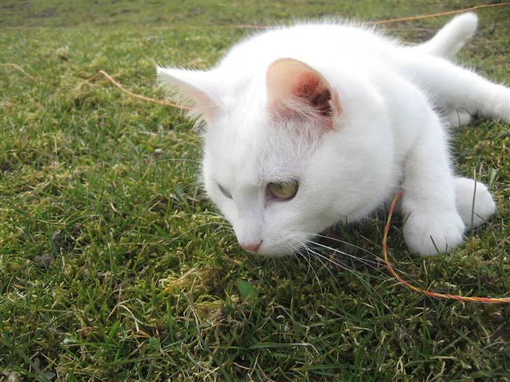 Blanding af racer Charmetrolden Bamse billede 11