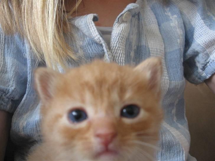 Blanding af racer Den søde Røde R.I.P  billede 12