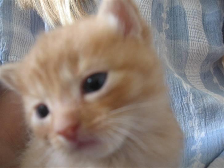 Blanding af racer Den søde Røde R.I.P  billede 13