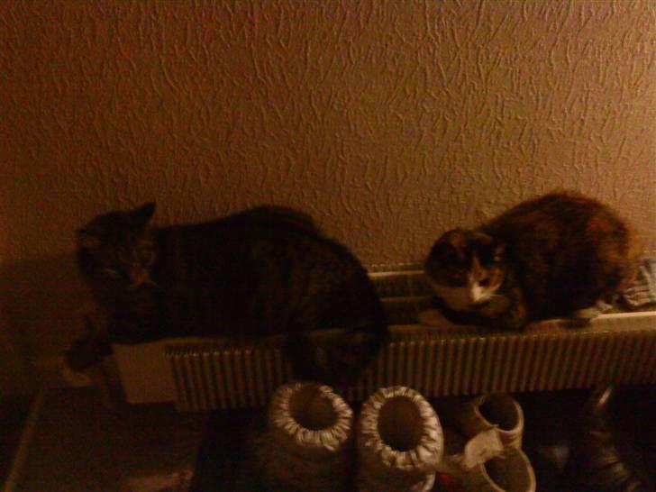 Huskat Frigg billede 3