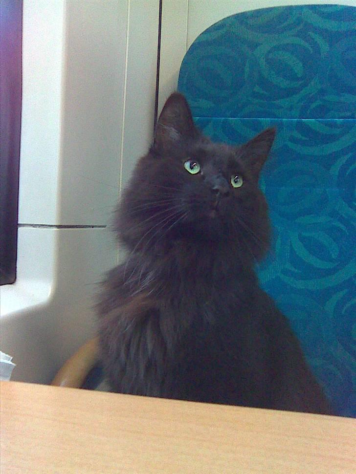 Norsk Skovkat DK Kaunas Dusty - Dusty som sidder så fint i toget, på ved hjem til "farmor & farfar" på juleferie! ;)  billede 17