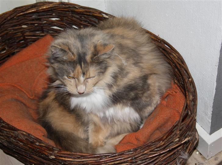 Blanding af racer Mille billede 18