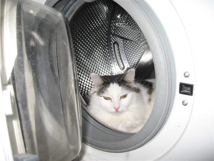 Blanding af racer Chilli  billede 6