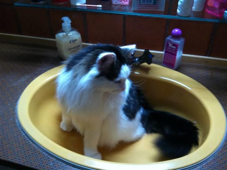 Blanding af racer Chilli  billede 7