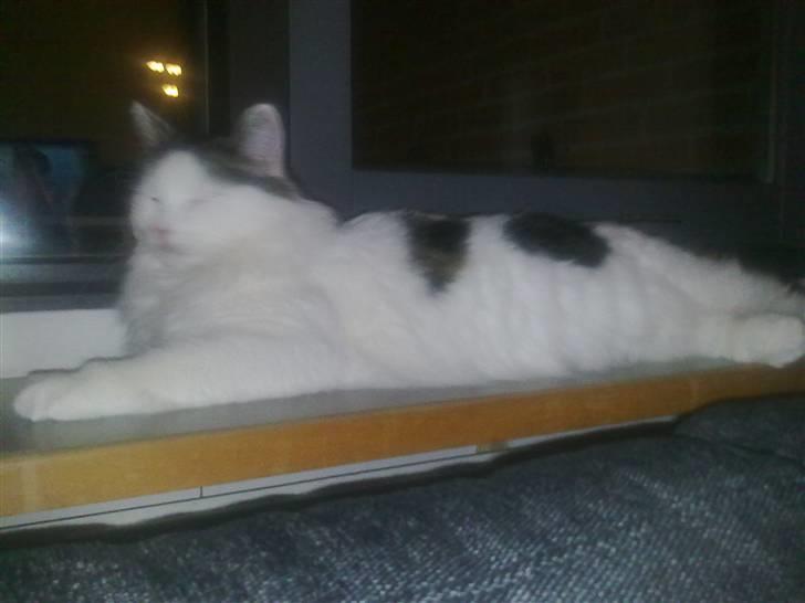 Blanding af racer Chilli  - Se hvor lang jeg er blevet :)  billede 8