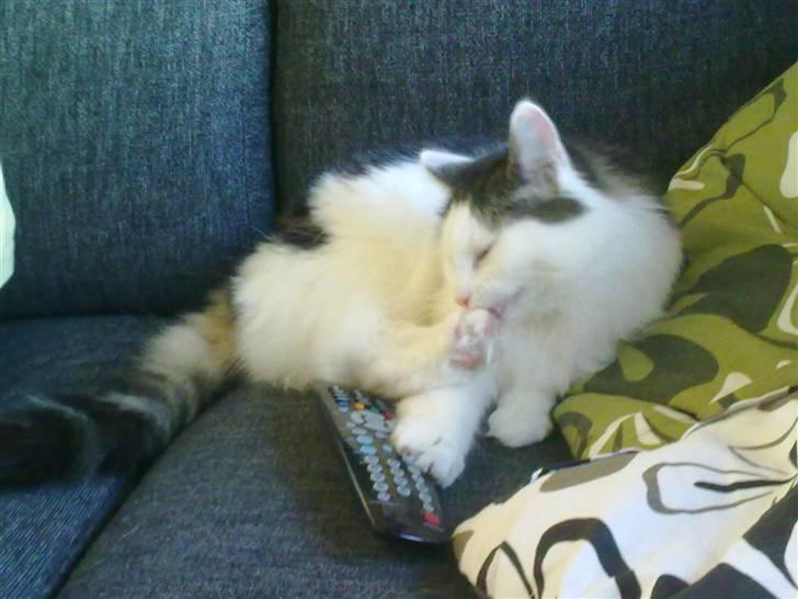 Blanding af racer Chilli  - Haha nu er det mig som styrer fjernbetjeningen så skal der ses animal planet :D billede 9