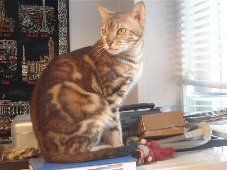 Bengal Katja billede 1
