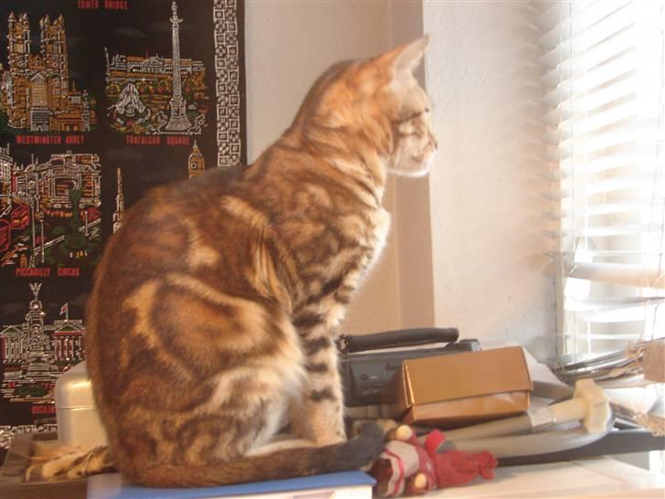 Bengal Katja billede 2